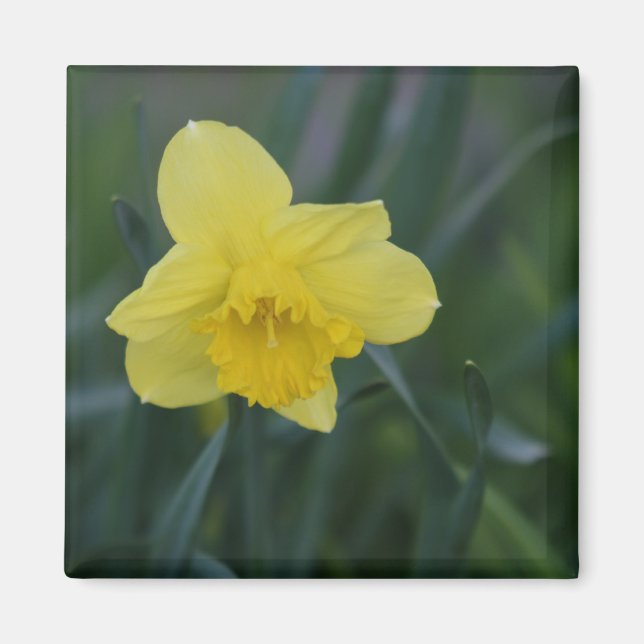 Íman Daffodil (Frente)