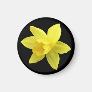 Íman Daffodil Amarelo em Preto