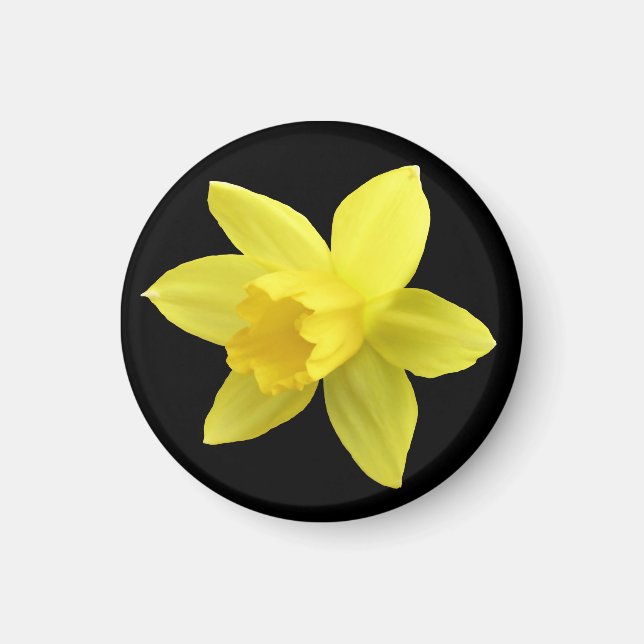 Íman Daffodil Amarelo em Preto (Frente)