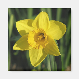 Íman Daffodil bonito