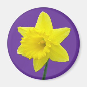 Íman Daffodil de Galês - II