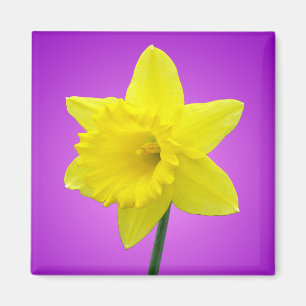 Íman Daffodil de Galês - III