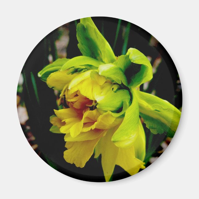 Íman Daffodil Magnet (Frente)
