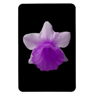 Íman Daffodil Purple Magnet