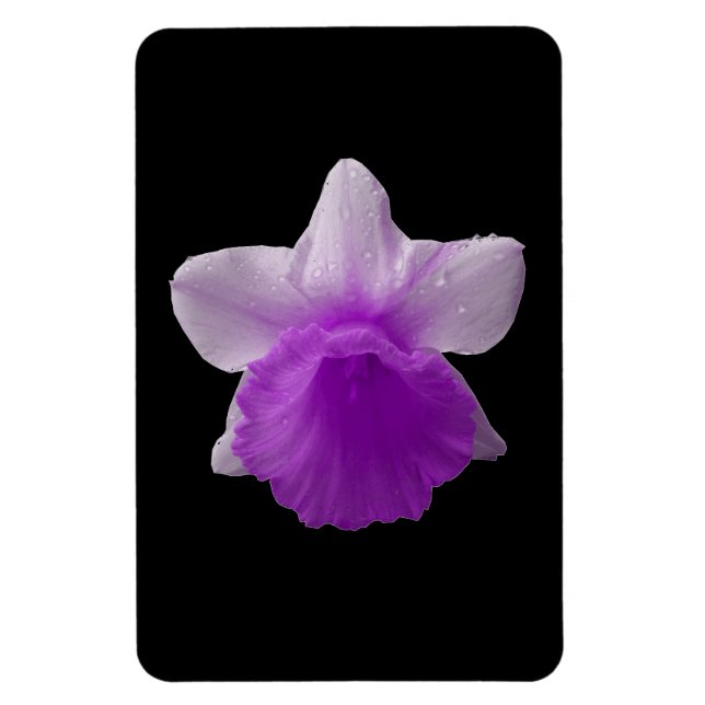 Íman Daffodil Purple Magnet (Vertical)