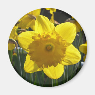 Íman Daffodil Sunlit