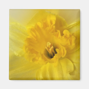 Íman daffodilo amarelo