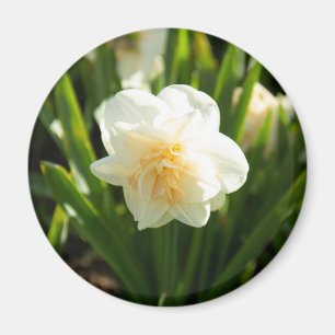 Íman Daffodilos brancos grandes em um primavera dia
