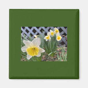 Íman Daffodils Amarelos