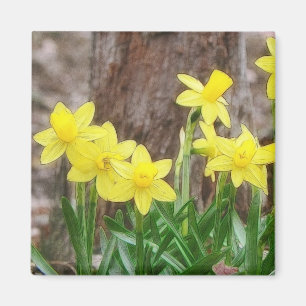 Íman Daffodils amarelos brilhantes