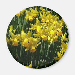 Íman Daffodils Amarelos I Flores De Mola Cheery