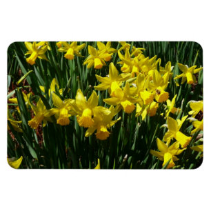 Íman Daffodils Amarelos I Flores De Mola Cheery