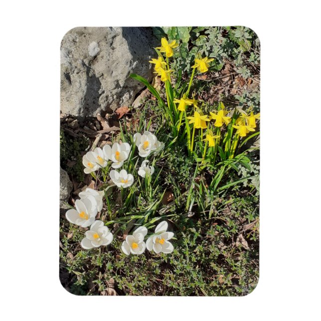 Íman Daffodils & Crocus (Vertical)