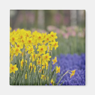 Íman Daffodils e Hyacinth de Uva, Keukenhof