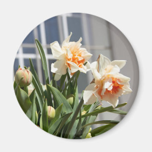 Íman Daffodils fodils fodils primavera