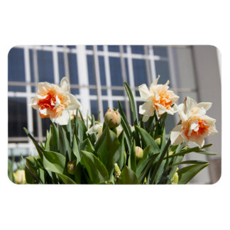 Íman Daffodils fodils fodils primavera