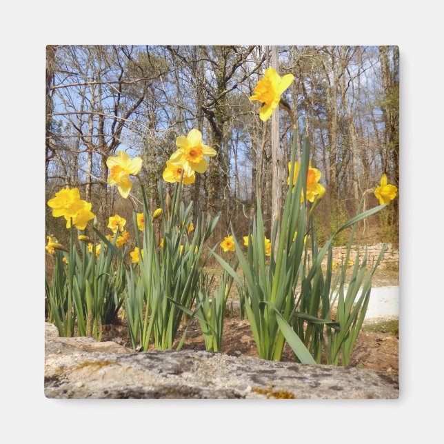 Íman Daffodils no Magnet Páscoa (Frente)