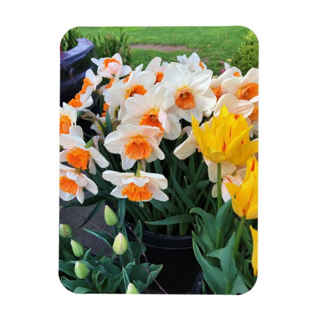 Íman Daffodils & Tulips, Oregon (Vertical)