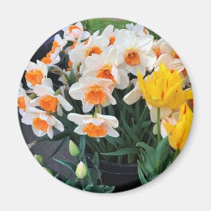 Íman Daffodils & Tulips, Oregon