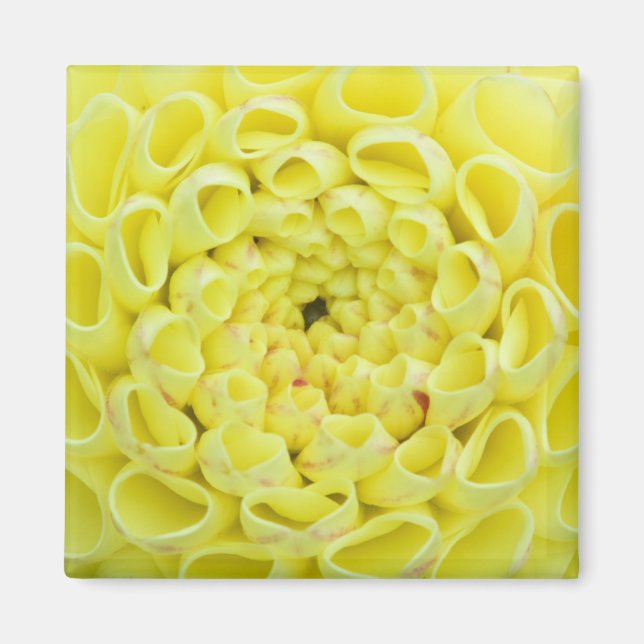 Íman Dahlia (Frente)