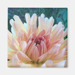 Íman Dahlia: B. Amarelo e Salmão