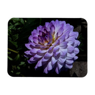 Íman Dahlia Bea Paradise #1 Magnet