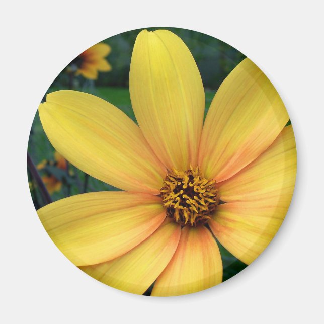 Íman Dahlia Bishop de York (Frente)