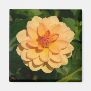 Íman Dahlia 'David Howard'