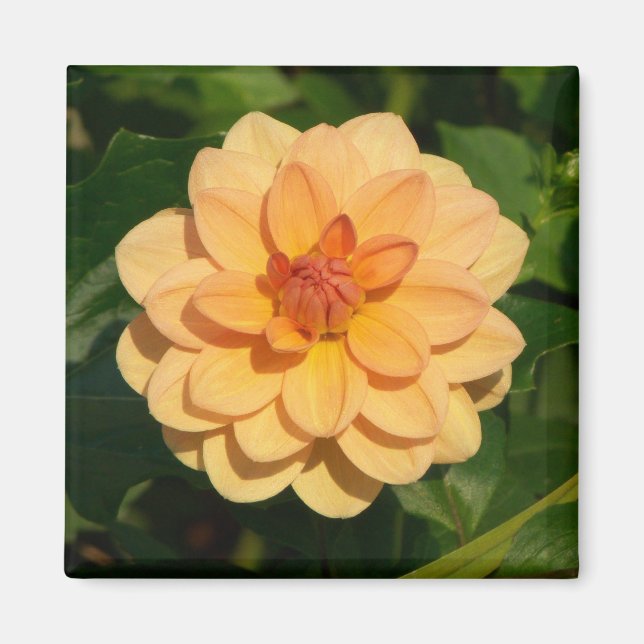 Íman Dahlia 'David Howard' (Frente)