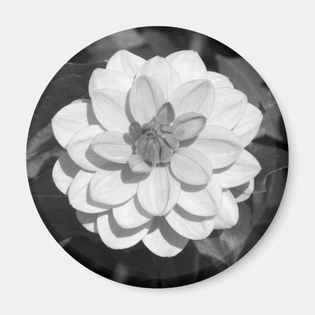Íman Dahlia 'David Howard' B&W (Frente)