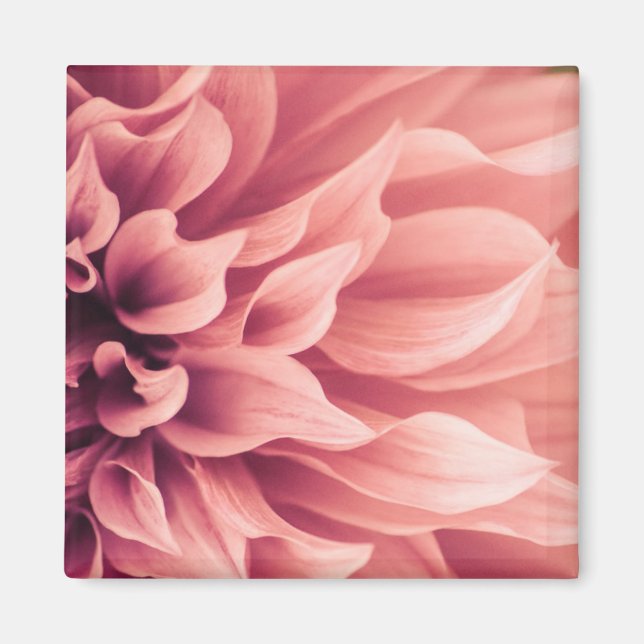 Íman Dahlia Flower Blossom (Frente)
