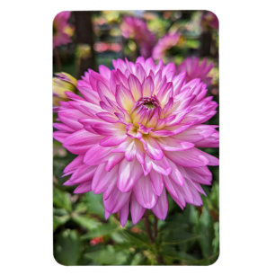 Íman Dahlia Flower Photo Magnet