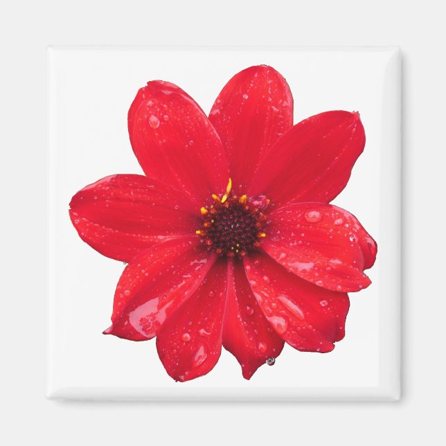 Íman Dahlia na chuva (Frente)