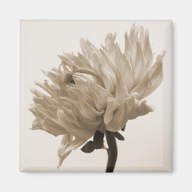 Íman dahlia sepia impressão (Frente)