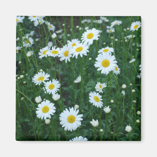 Íman Daisies