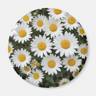 Íman Daisies Magnet