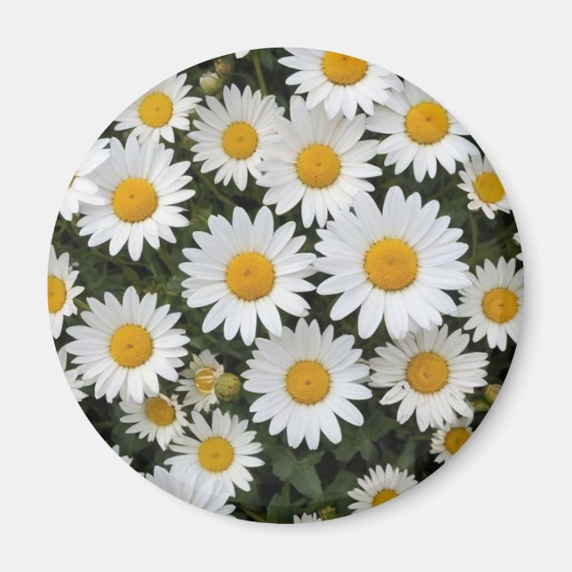 Íman Daisies Magnet (Frente)