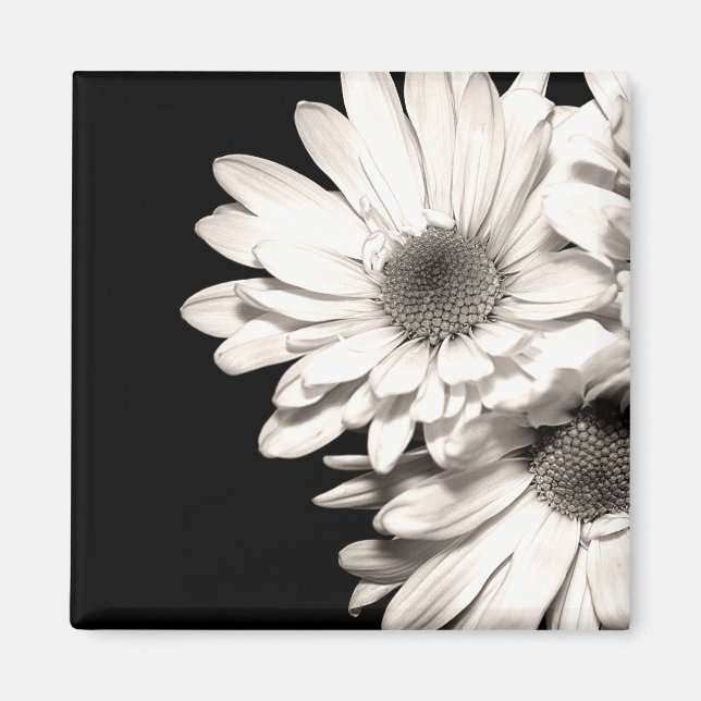 Íman Daisies Magnet (Frente)