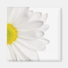 Íman Daisies Personalizadas de Fundo de Daisy Flower Br