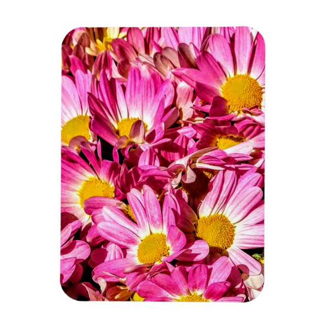 Íman Daisies Rosa (Vertical)