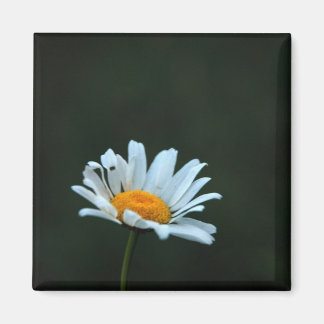 Íman Daisy