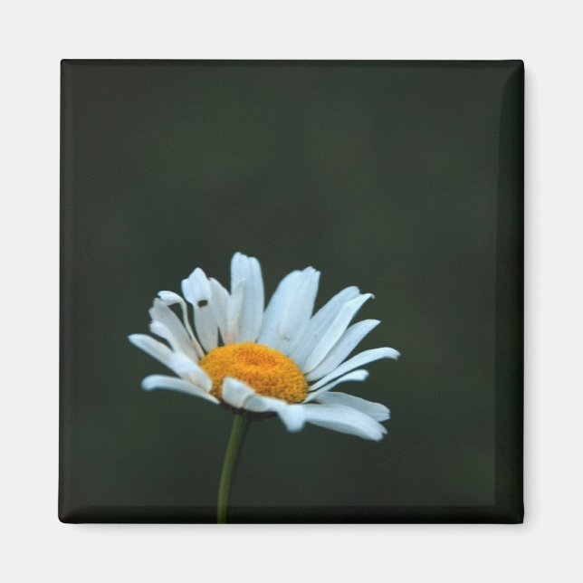 Íman Daisy (Frente)