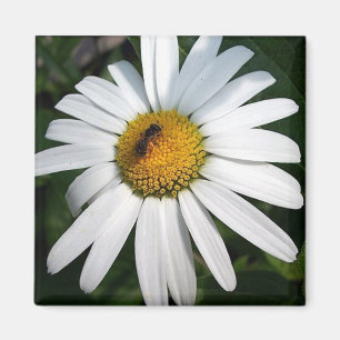Íman Daisy
