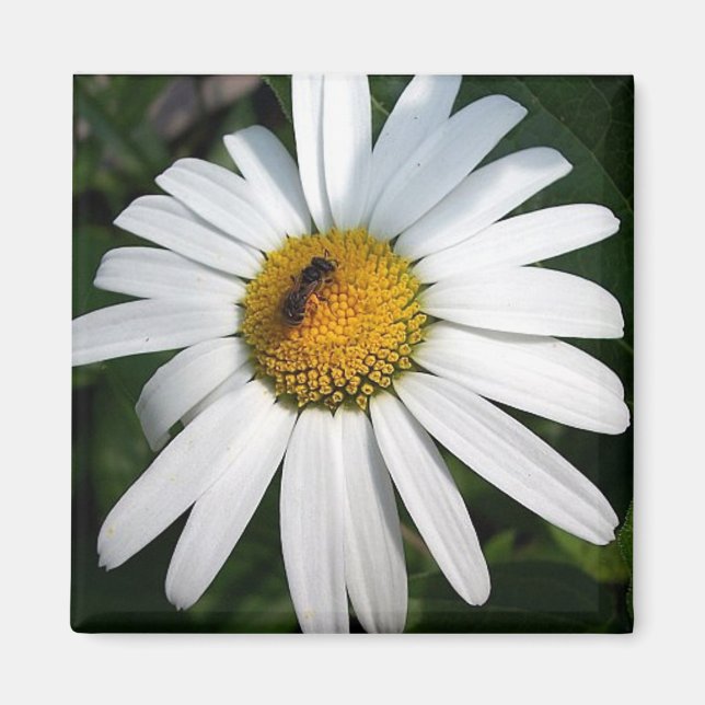 Íman Daisy (Frente)
