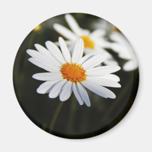 Íman Daisy