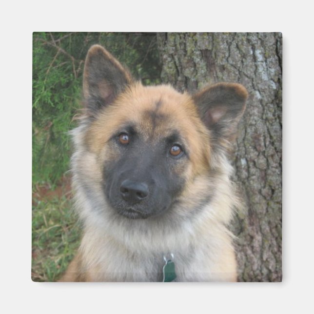 Íman Daisy (Frente)