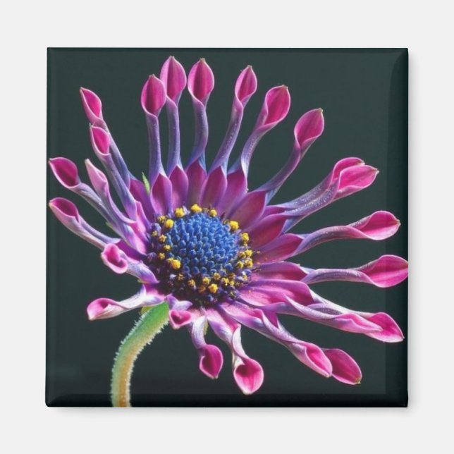 Íman Daisy (Frente)