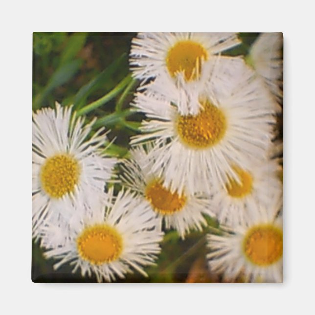 Íman Daisy (Frente)