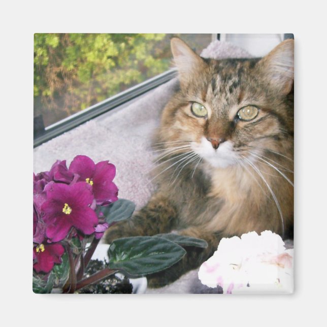 Íman Daisy 4 (Frente)