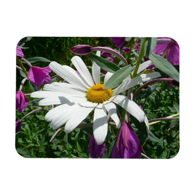 Íman Daisy and Fireweed Wildflower (Horizontal)